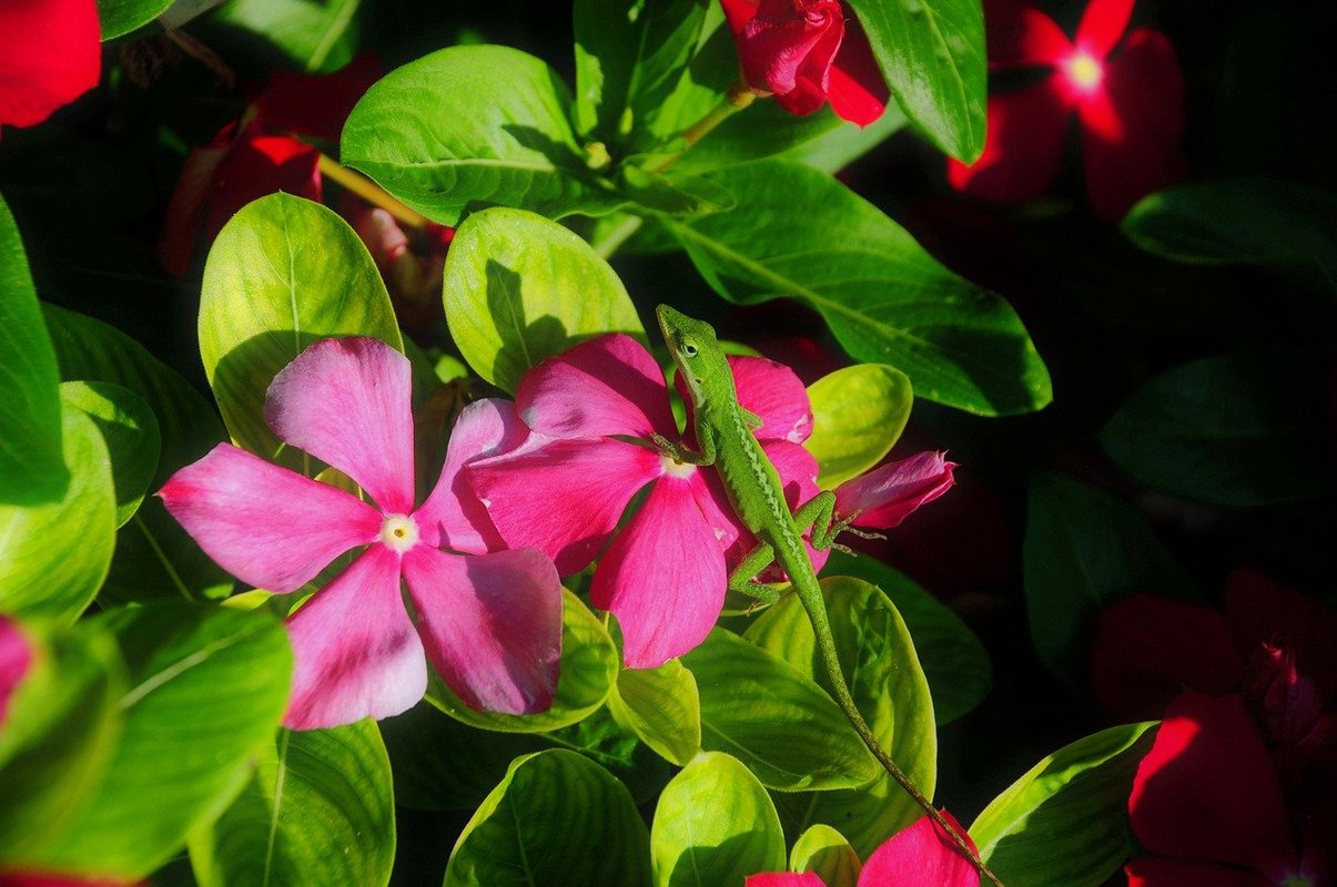 Fleurs roses feuilles vertes